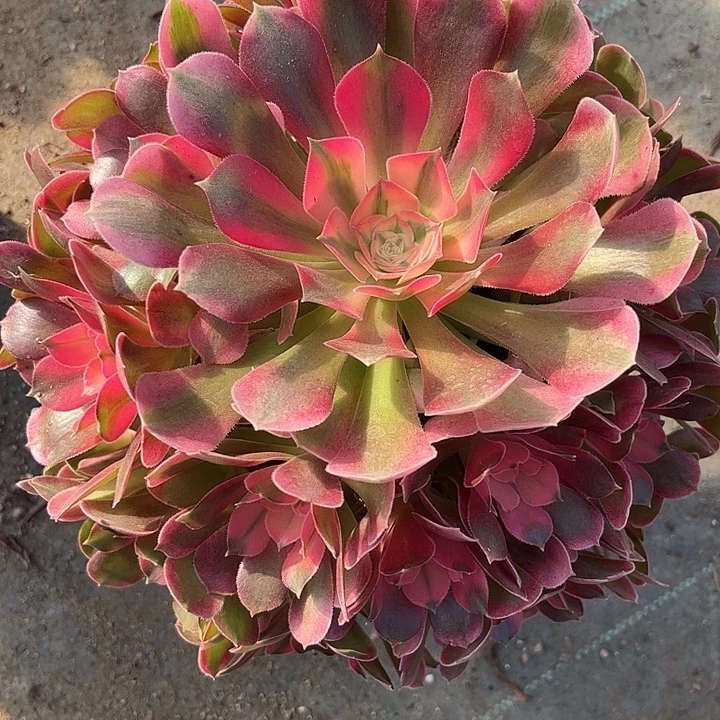 多肉植物香妃锦…………