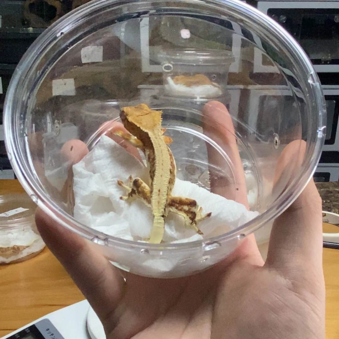 睫角守宫1111111111