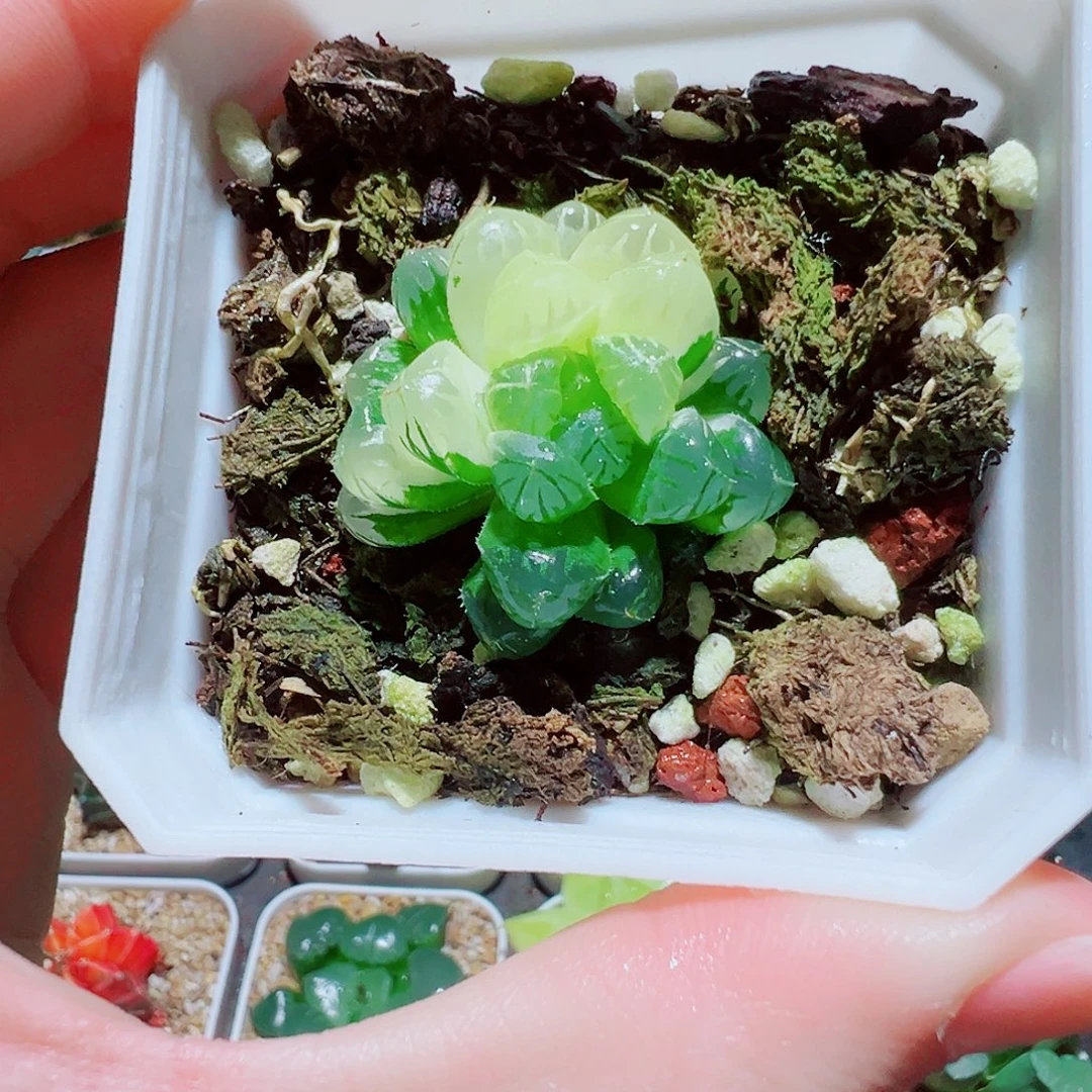 福利，玉露锦，13.8，666