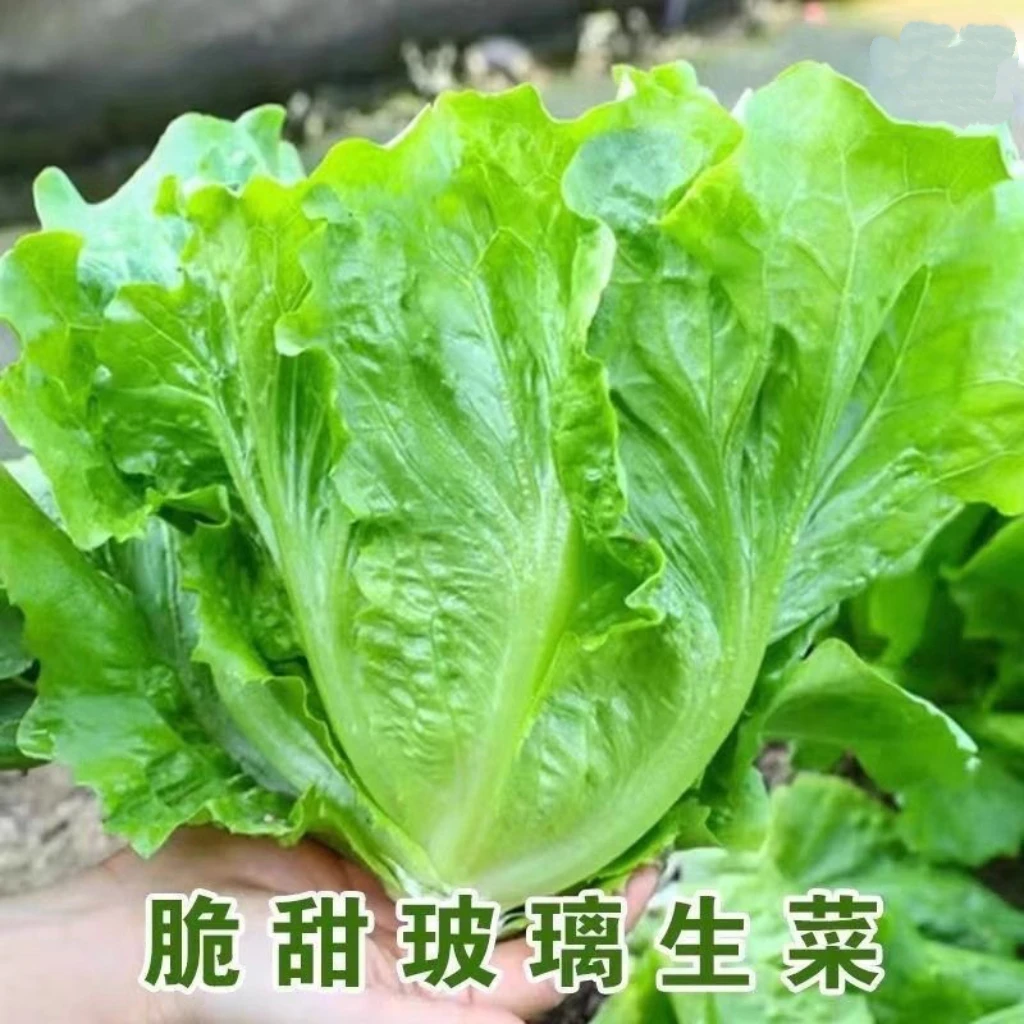 新鲜罗马生菜罗纹生菜奶油玻璃生菜蔬菜可生吃即食沙拉顺丰包邮绿色蔬菜