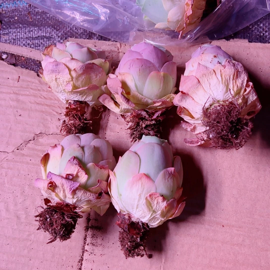 可**爱粉雪山可爱专拍。