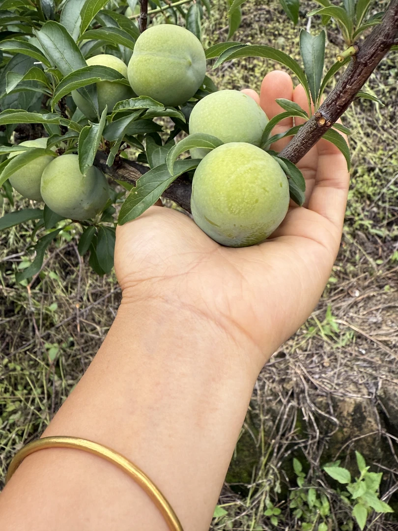 当季新鲜现摘青脆脱骨李酸甜可口孕妇水果，酸酸甜的口味