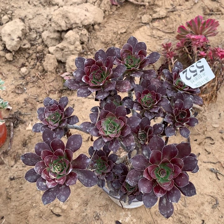 552红酒圆叶绣球2号