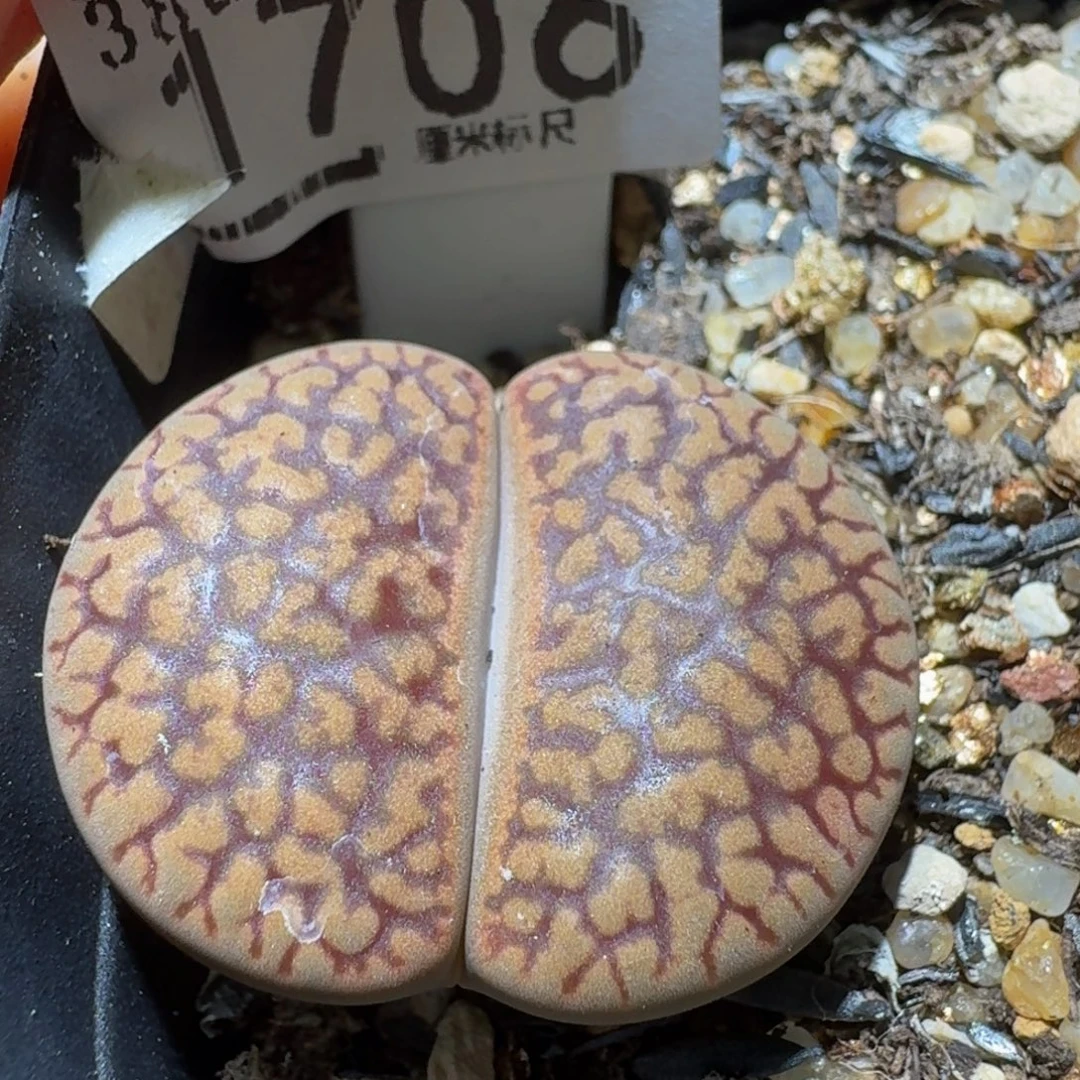 Ssss精品生石花1706
