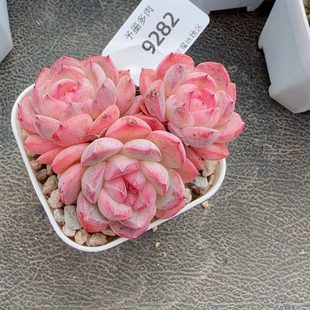 森林玫果，9282多肉