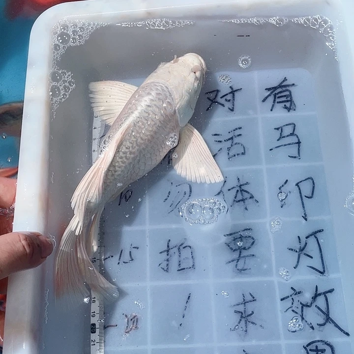 蝴蝶鲤鱼渔场直发79