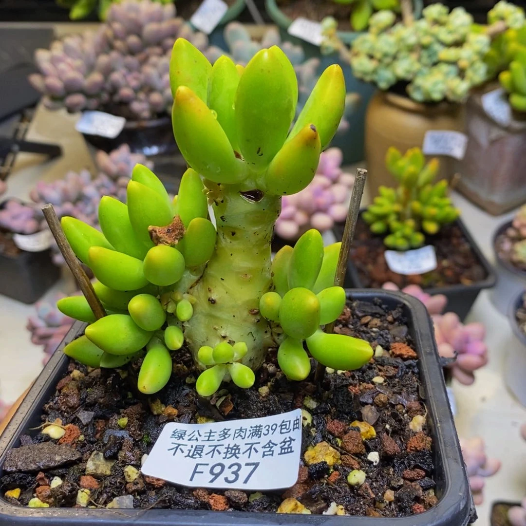 937金蟾芒果奶多肉7cm