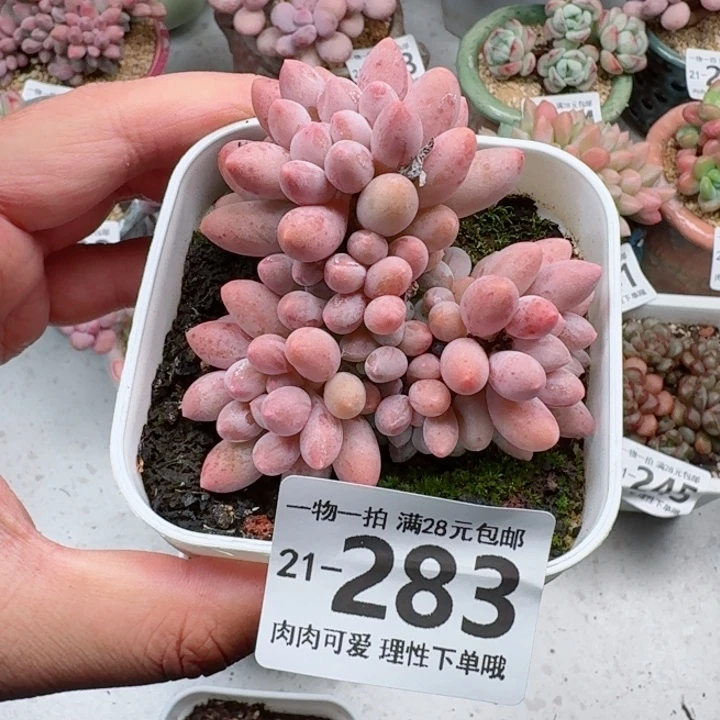 婴儿手指无盆土发货多