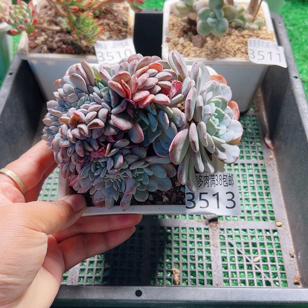 无花朵多肉一物一拍植物3513