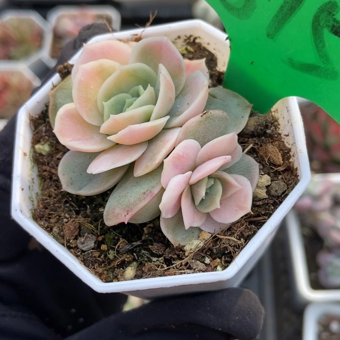 815蓝色惊喜锦多肉植物