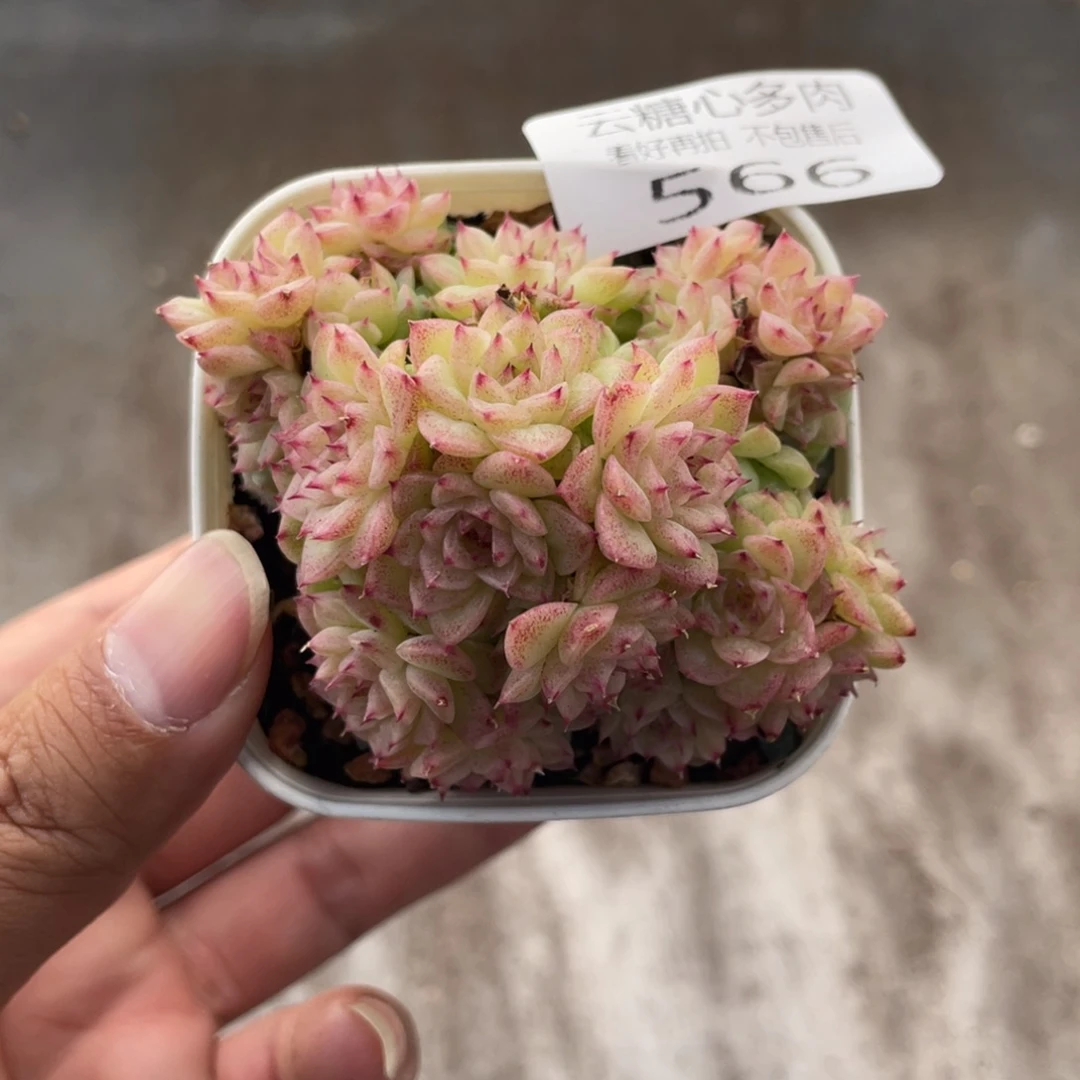 云糖心多肉植物566