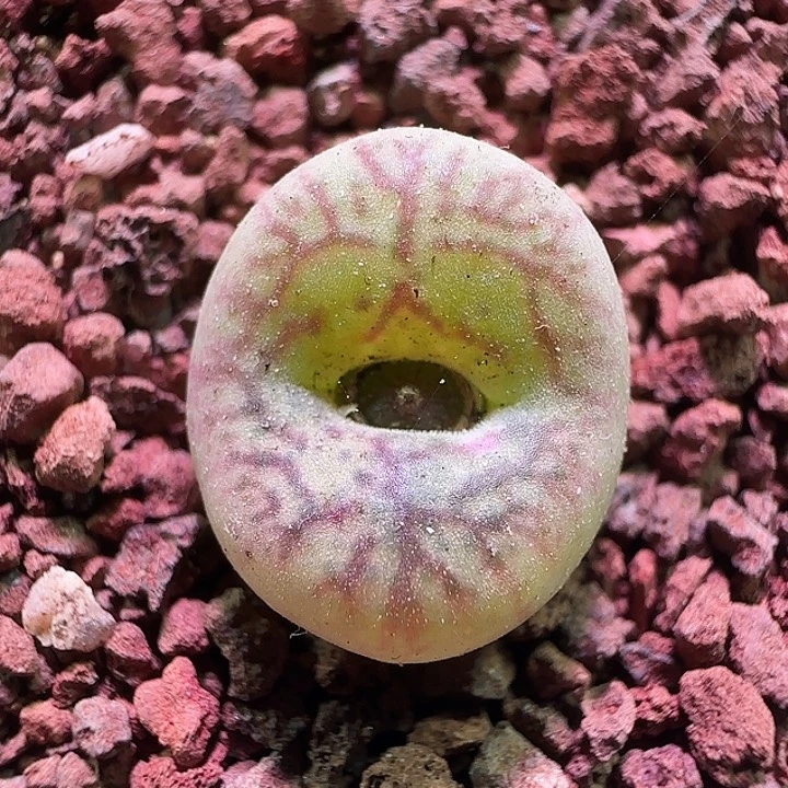 哈哈哈哈哈哈哈。157