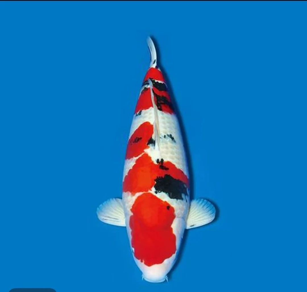 红白大正昭和白写等品种锦鲤鱼苗冷水直播专属链接