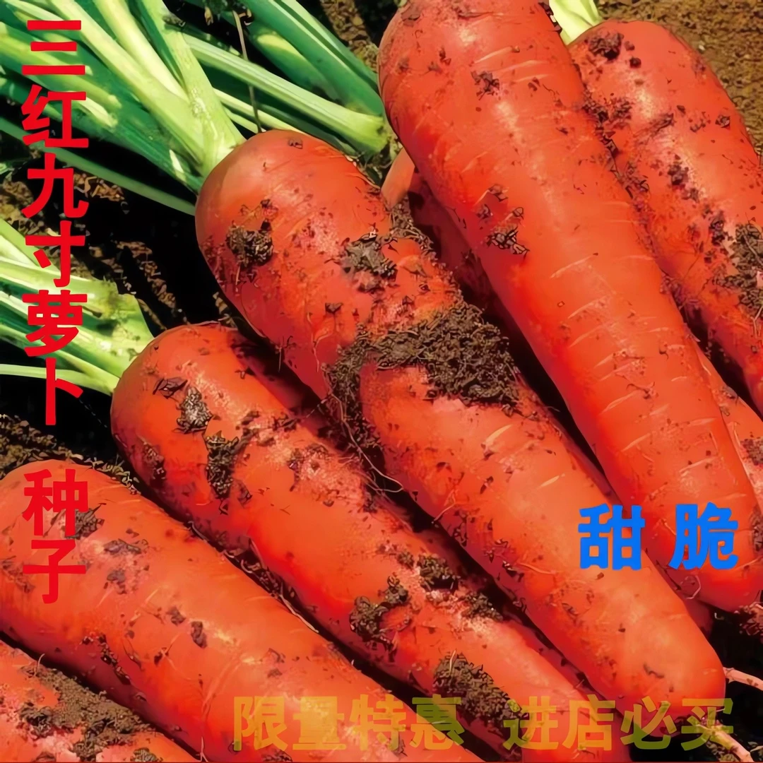 三红耐热胡萝卜籽九寸叁水果蔬菜萝卜红心脆甜四季蔬菜种子耐高温