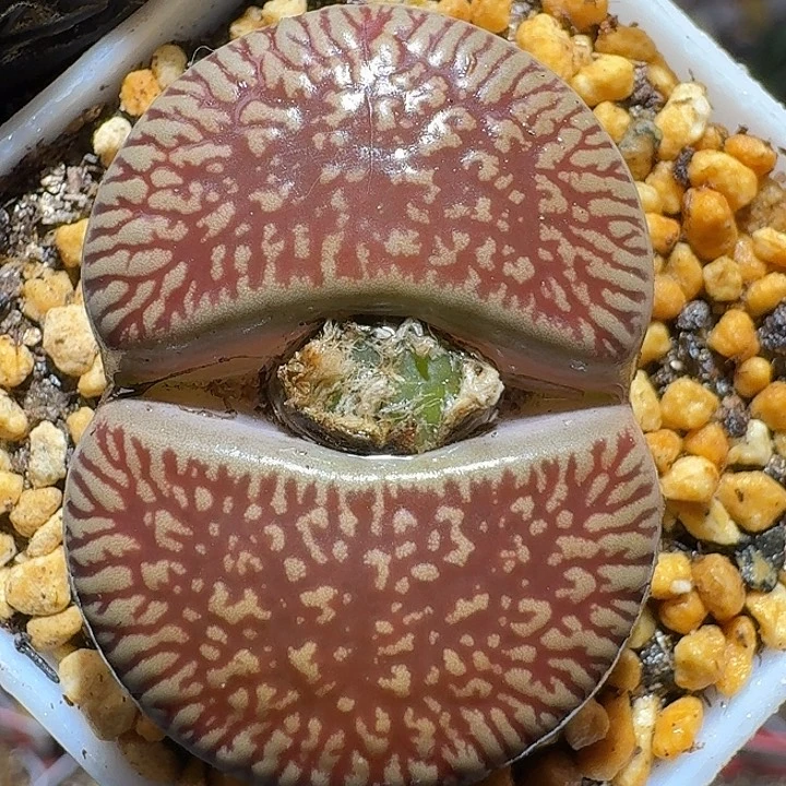 生石花122212。  3.5左右。  263