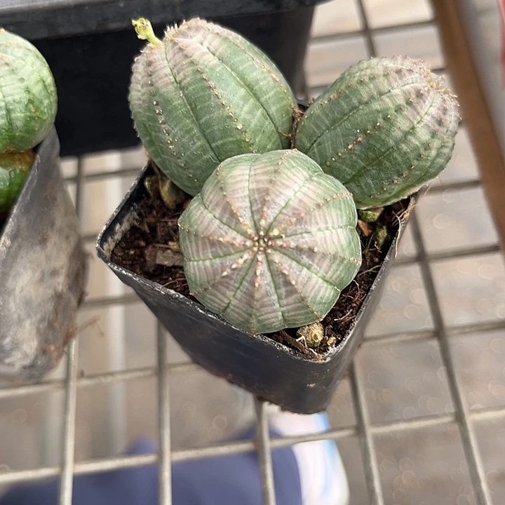 我也不知道我为什么要这样