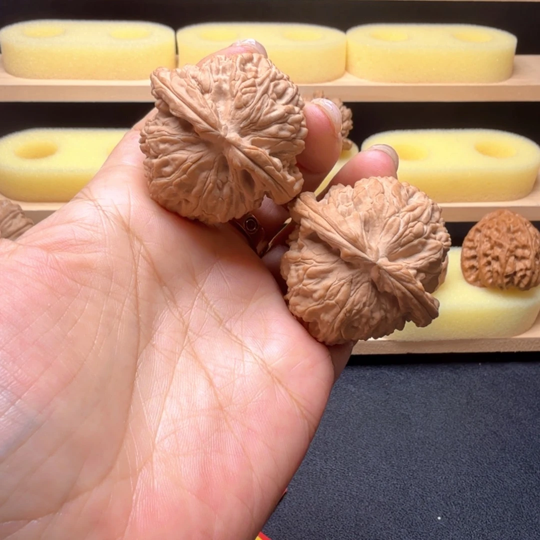 核桃45尺白狮子全品