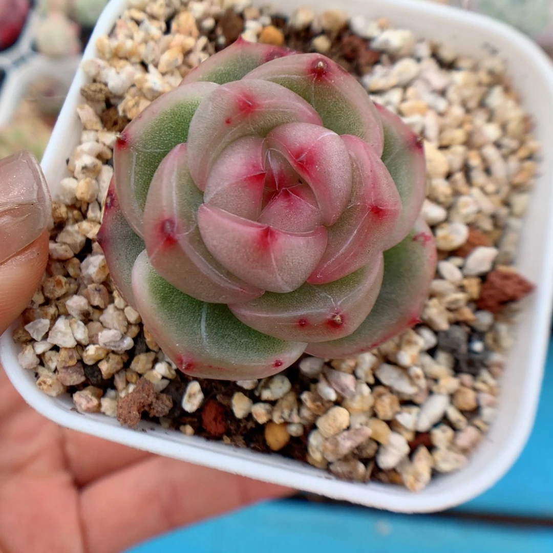 多肉植物。  珍妮95