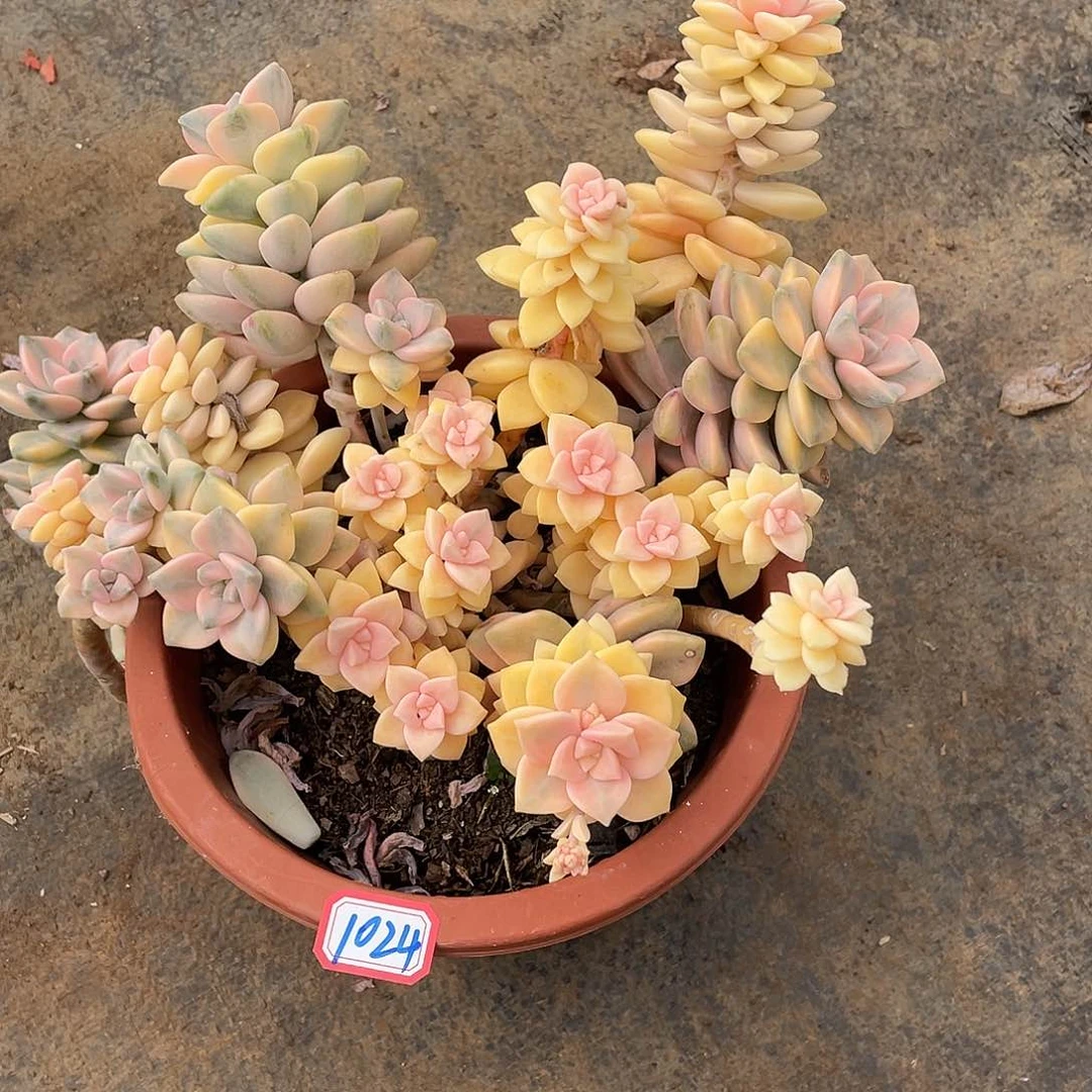 小****?美杏锦1024晓晓一物一拍