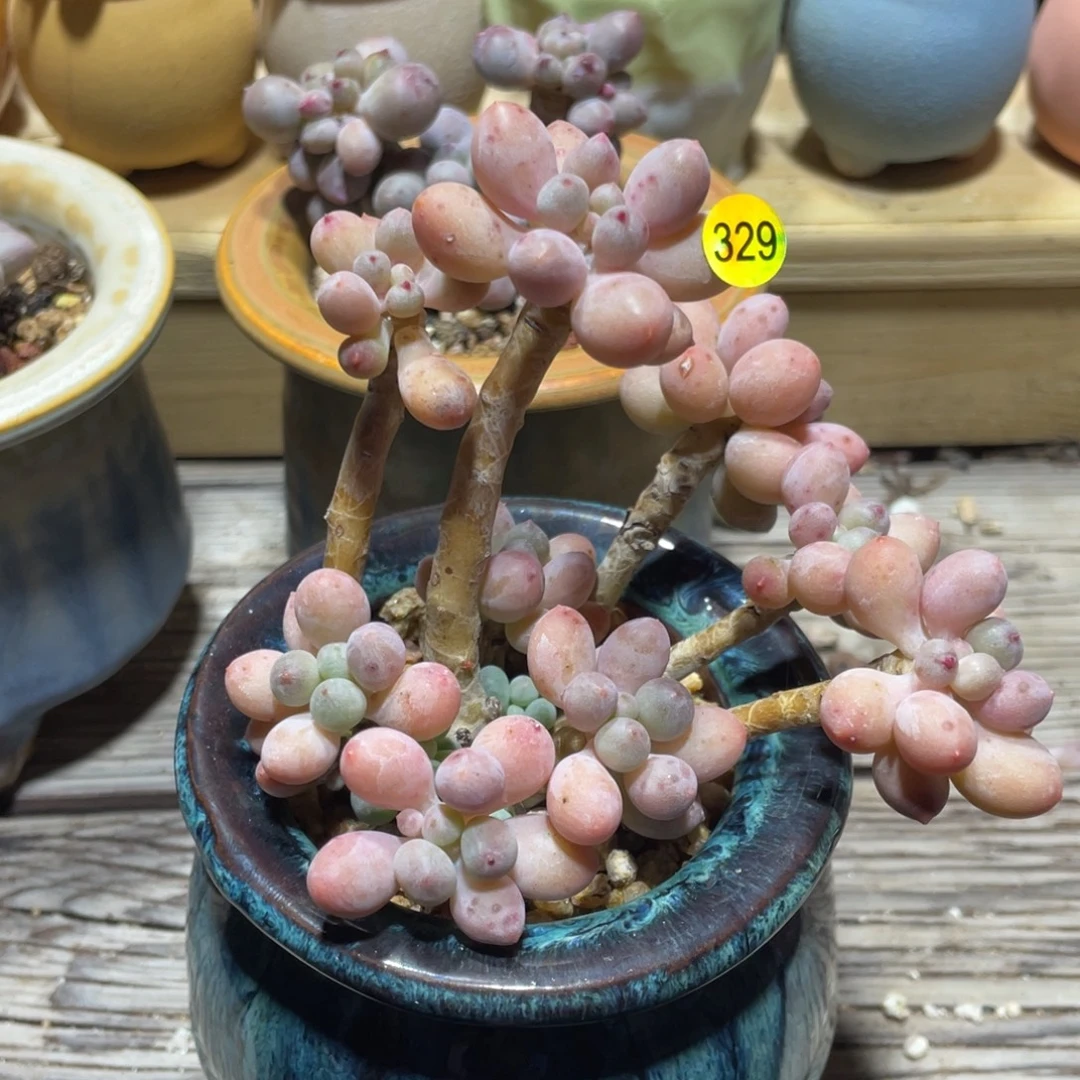 仙子奶酪多肉植物