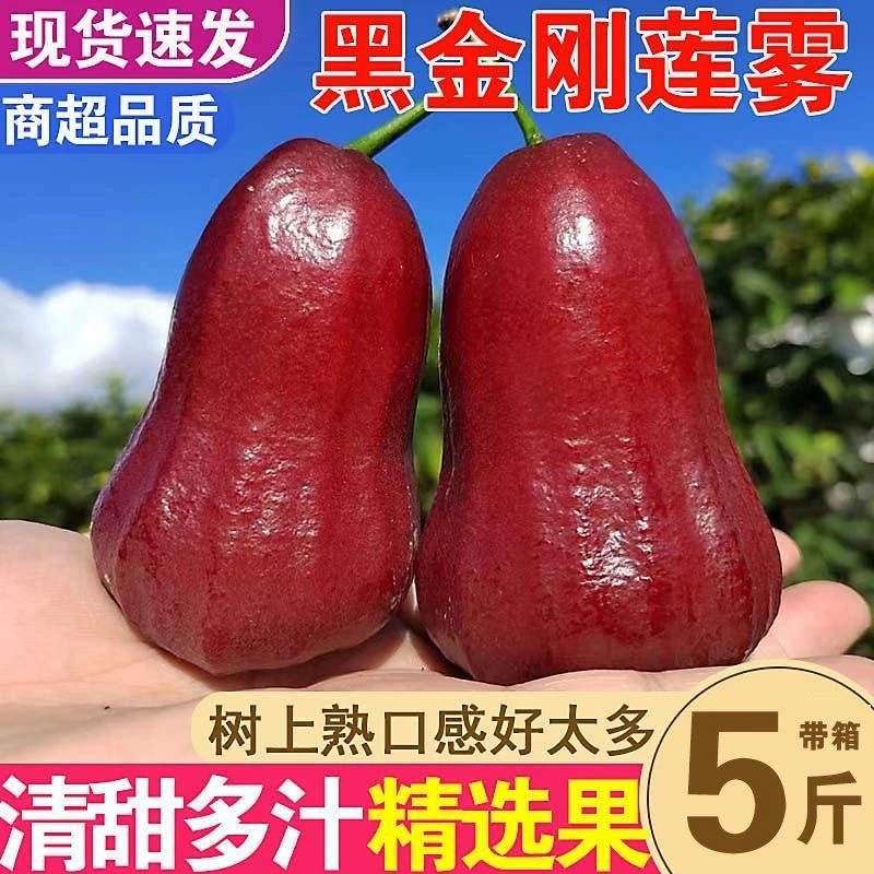 现货泰国黑金刚莲雾特大热带大果当季水果新鲜整箱莲雾大果包邮