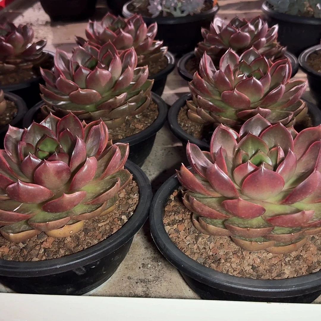 大单头红灯15公分