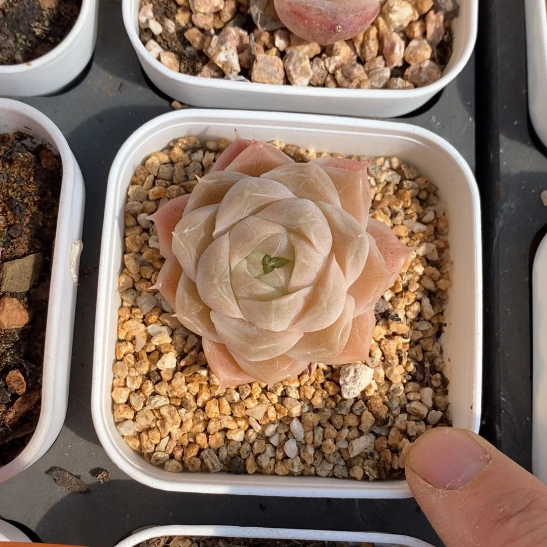 精品多肉一物一拍不包整91