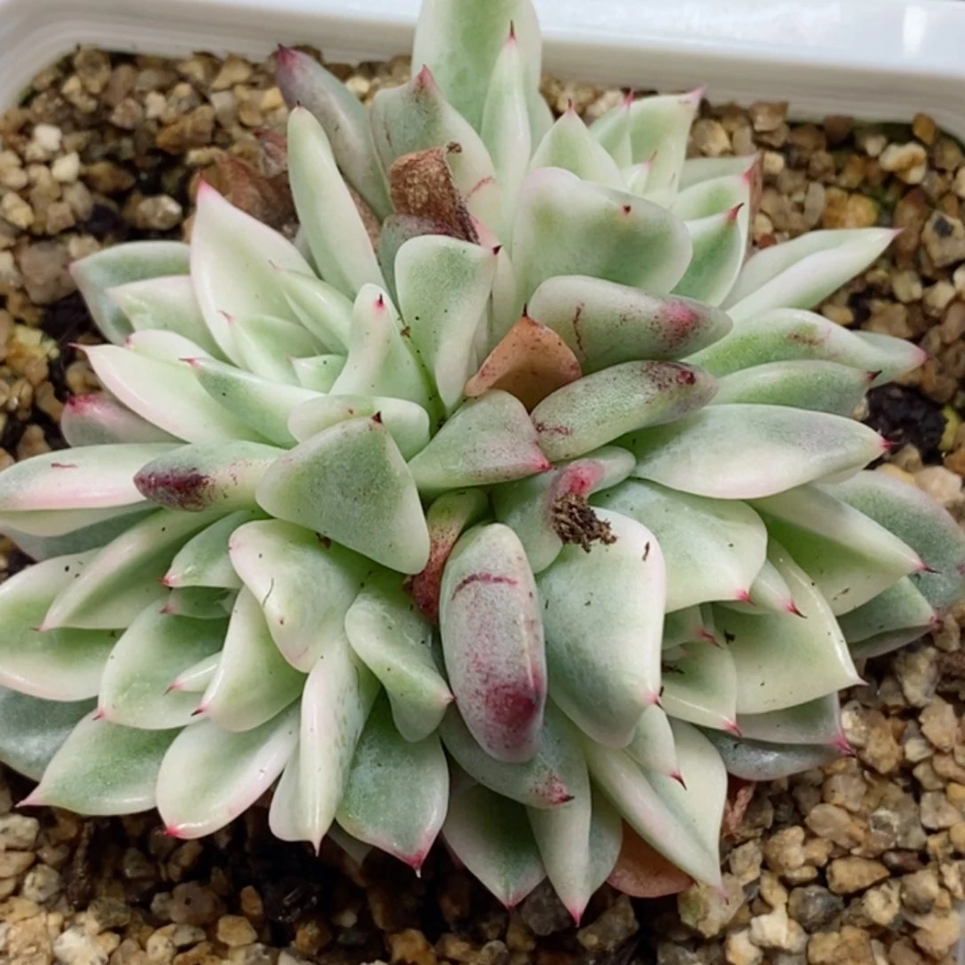 430绿爪锦群  小方花圃一物一拍