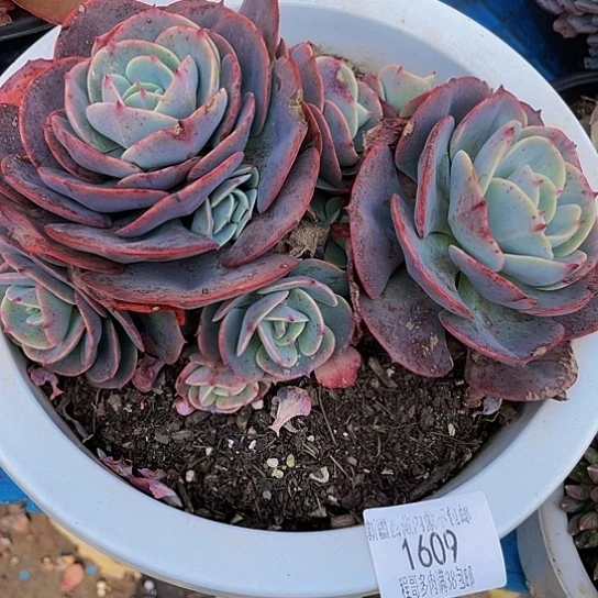 用****5台阁1609多肉