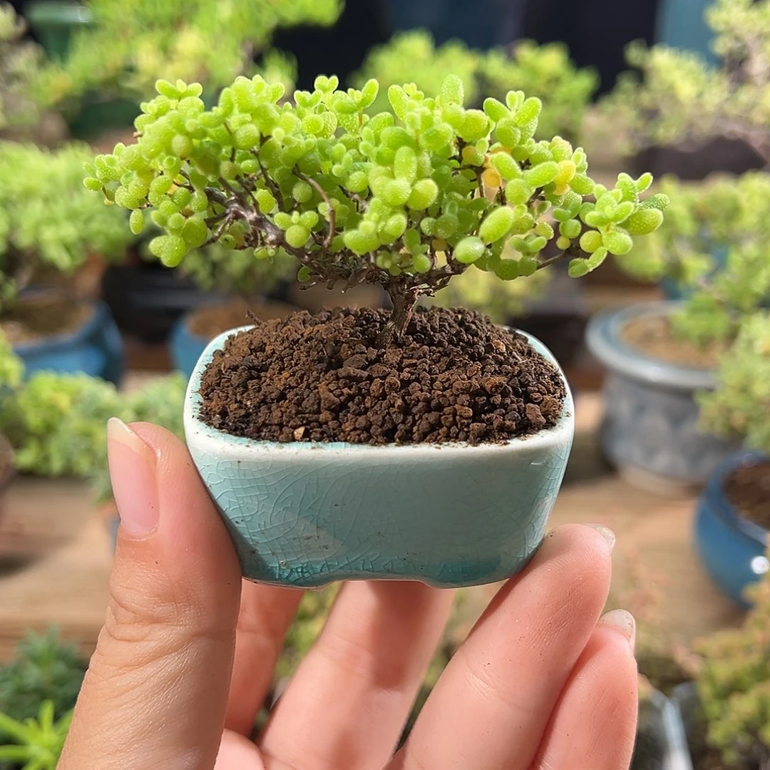 13蜜橘枝干番杏飘桩造型