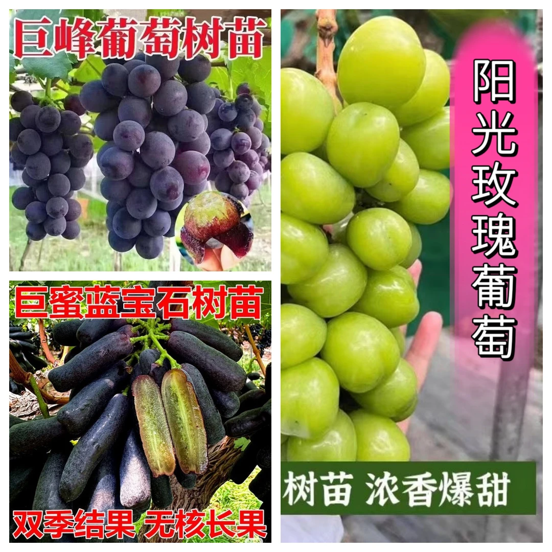 蓝宝石阳光玫瑰巨峰葡萄苗南北方均可种植盆栽地栽基地直发包活