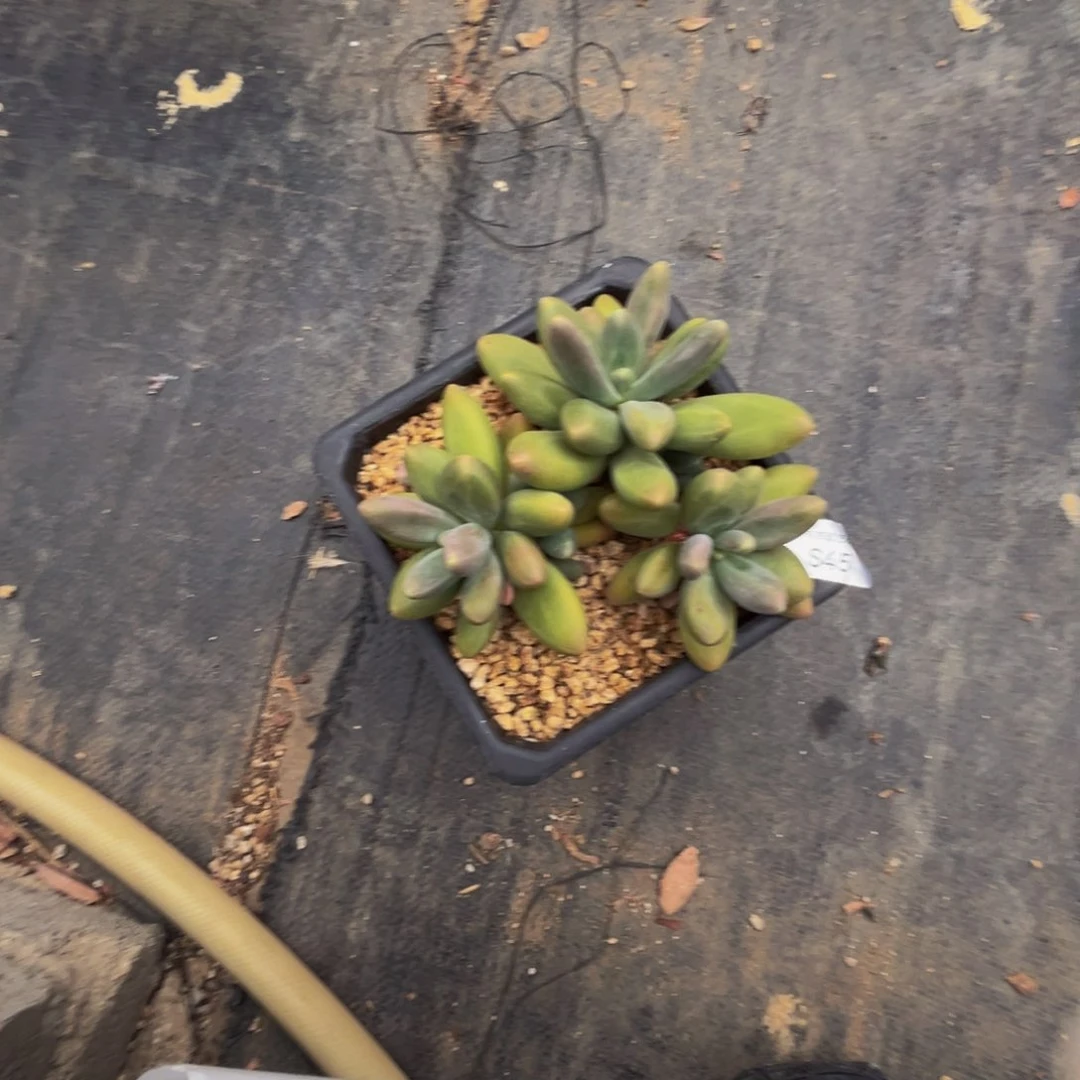 s45糖果美人群生无砍的