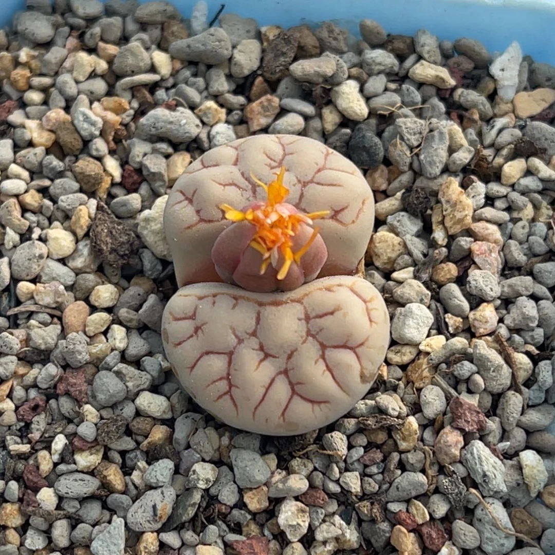 7630红纹261一颗