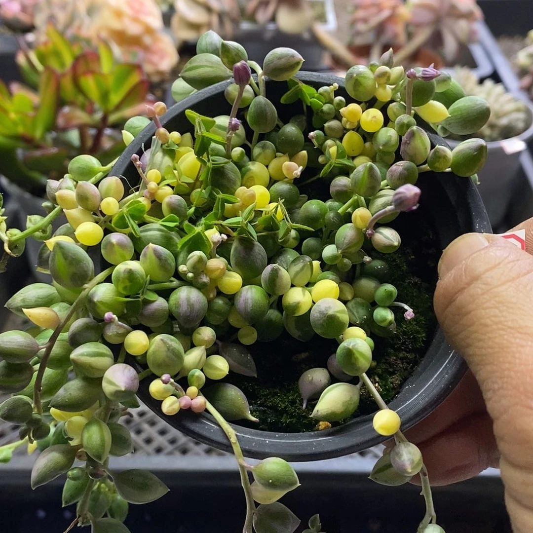 0868佛珠锦多肉植物