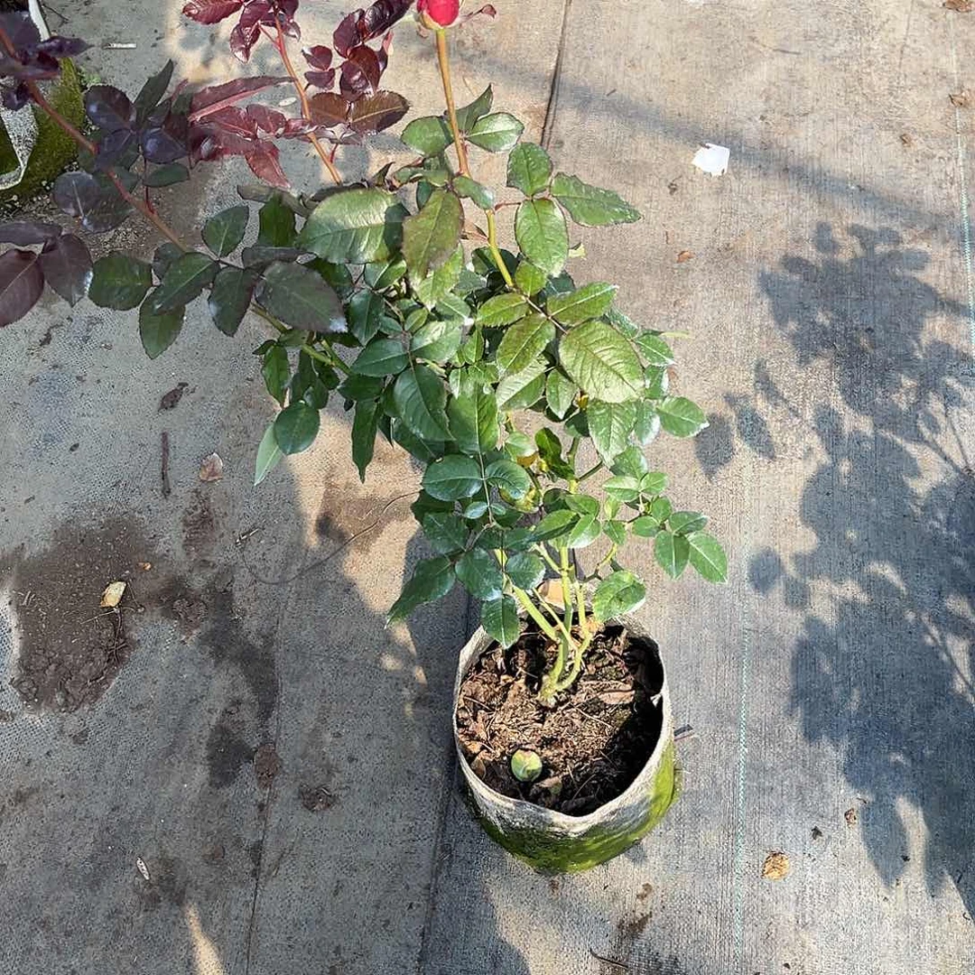 安***拉无花朵——-时尚香水 第二课