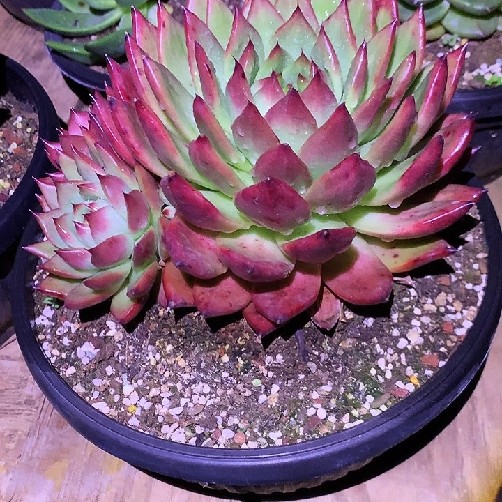 美肉特价活动开始啦打