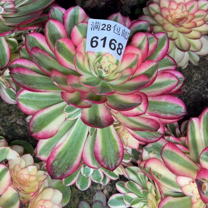 6168南倾城多肉植物