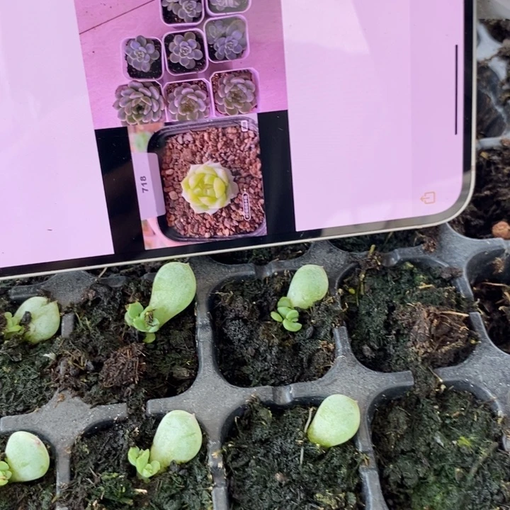 甜心718芽苗一个多肉