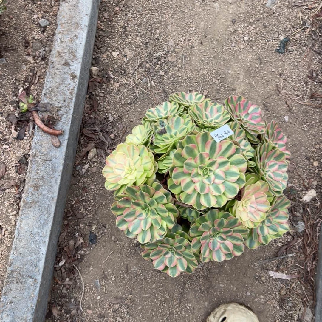 胖***号9-22-34雨荷法师锦多肉