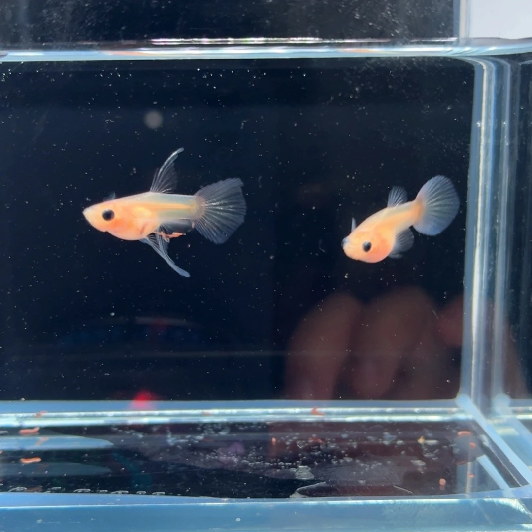 孔雀鱼蓝水晶玻璃猫一对（34）