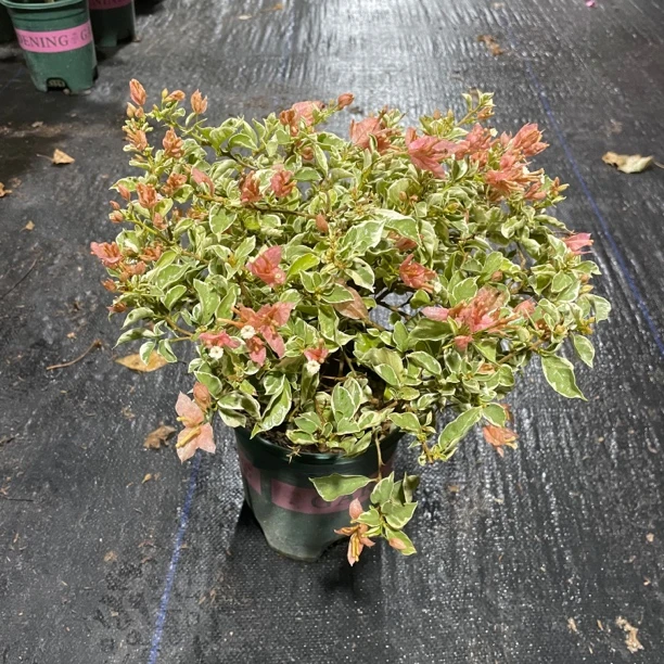 【少女心】三角梅盆栽四季开花带花原盆阳台庭院植物喜阳耐晒爬藤