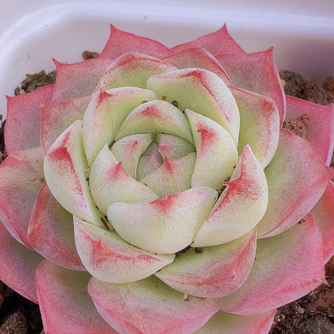 玫瑰仙子19包邮多肉