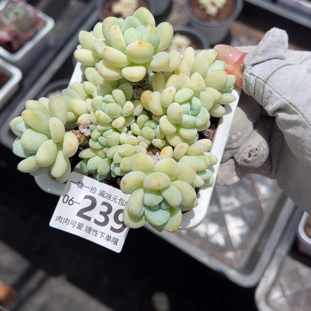 樱花罗绮多肉多肉多肉多肉多肉