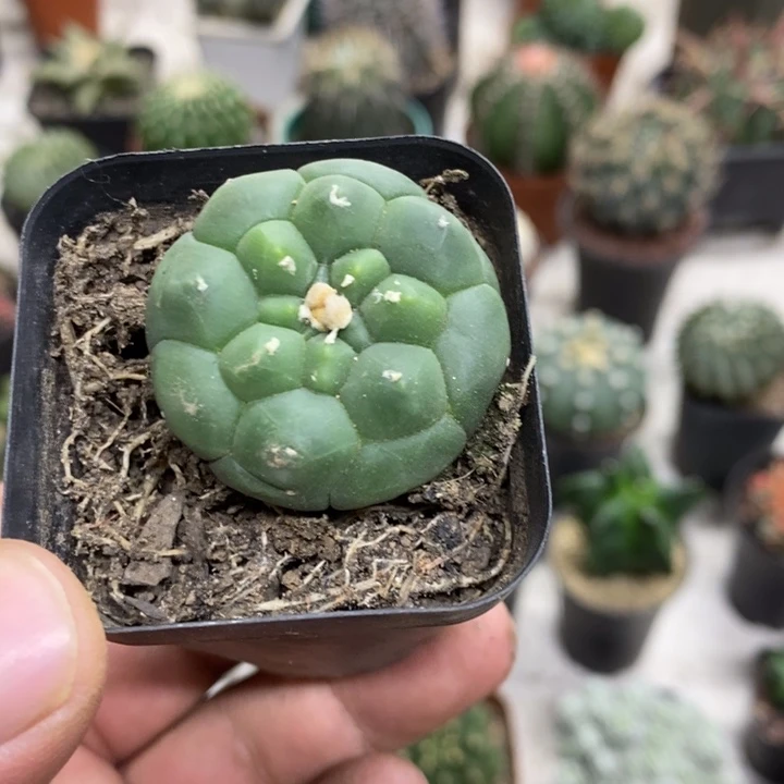 实生龟甲兜特价福利