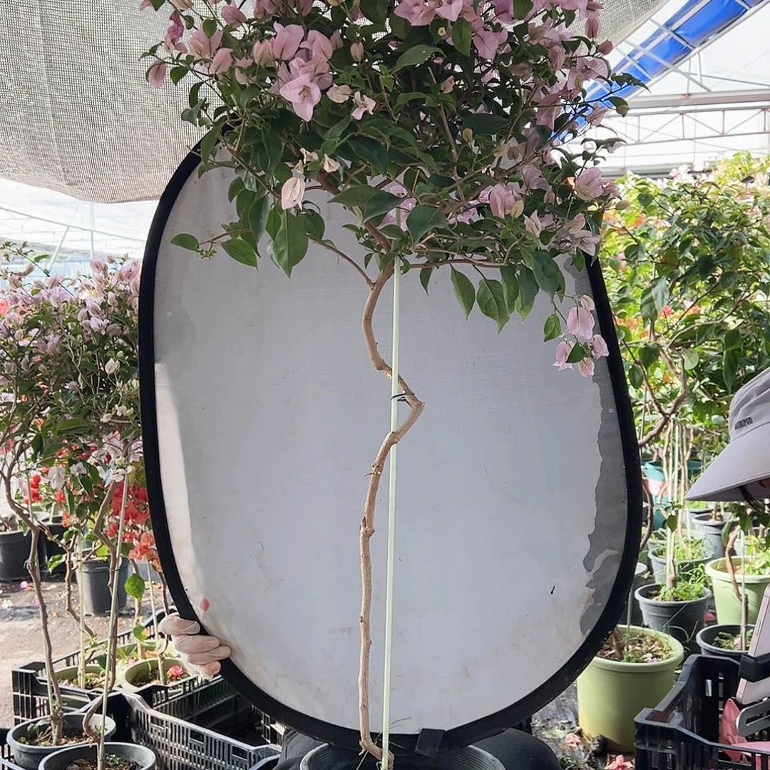 田***甜大部分花苞少量开放F31苹果花