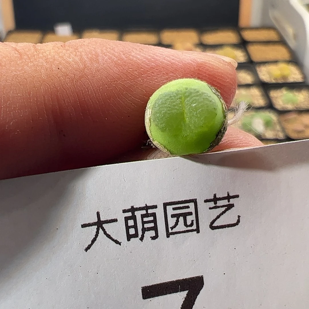 00007 一物一拍……