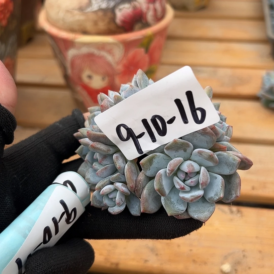 波***u9-10-16星影朵朵多肉植物