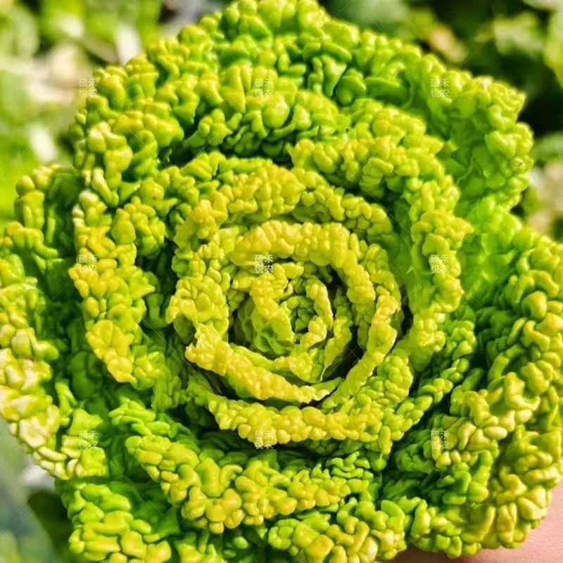 【全店任意满5包包邮】淮南黄心菜种子蔬菜