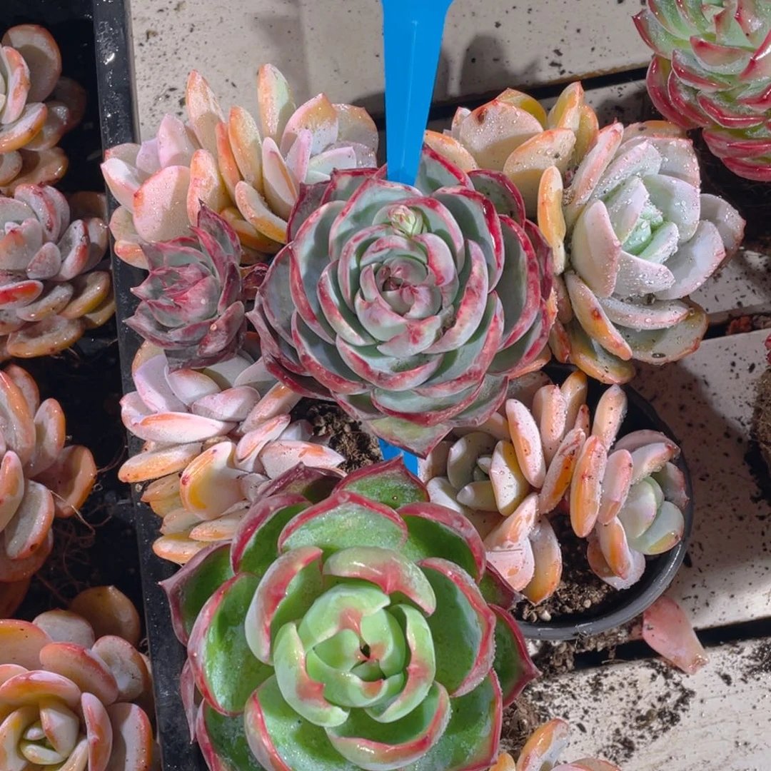 0215-3-惊鸿仙子超大福利一颗