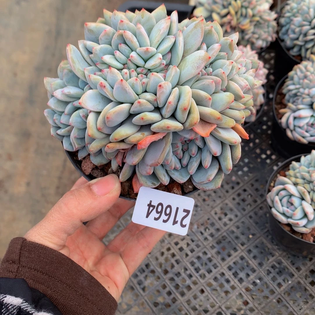 ?**?21664缀嗯嗯真的要好一点